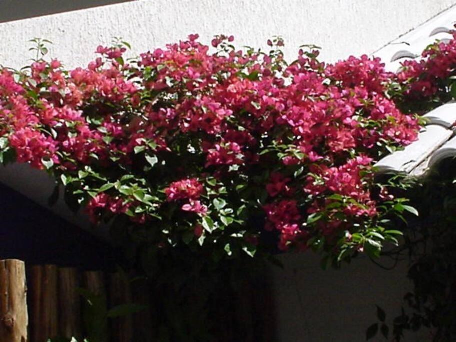 Morada Das Flores Porto Alegre Exterior photo